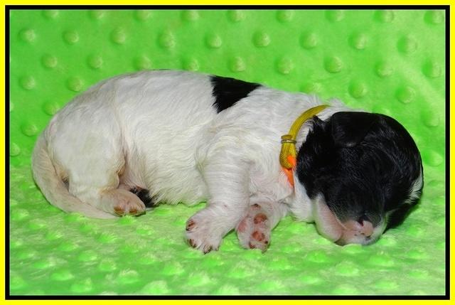 Paris Bronson pups 1 wk old 121