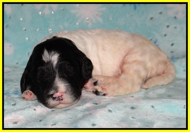 Paris Bronson pups 2 wks old 141