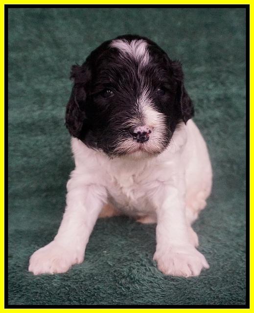Paris Bronson pups 3 weeks old 121
