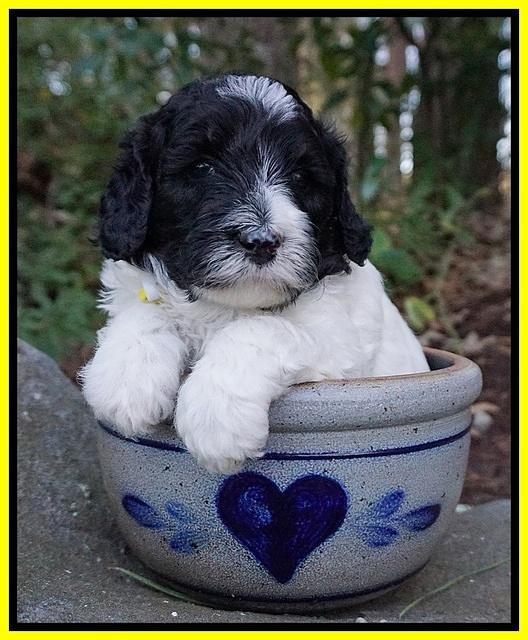 Paris Bronson pups 4 wks old161