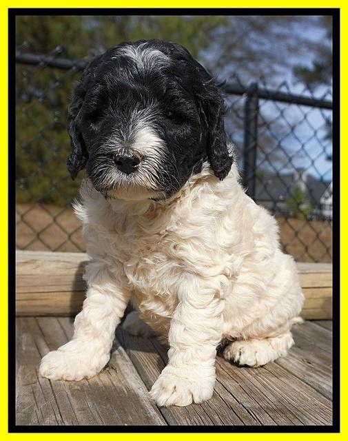 Paris Bronson pups 5 wks old 331