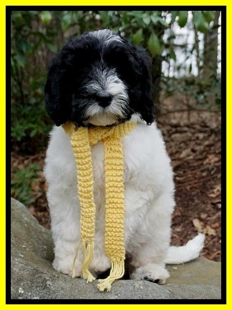 Paris Bronson pups 8 wks old 10200