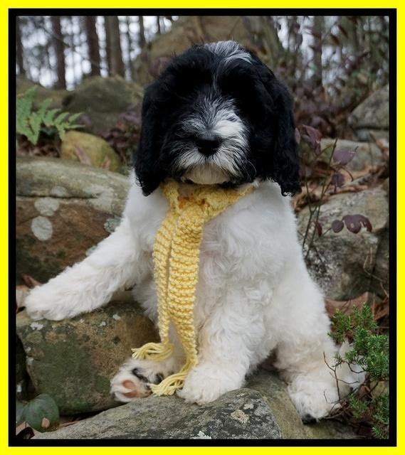 Paris Bronson pups 8 wks old 11200