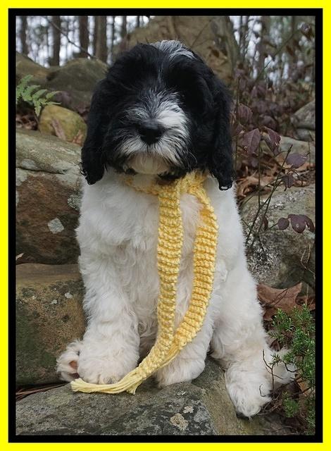 Paris Bronson pups 8 wks old 13200