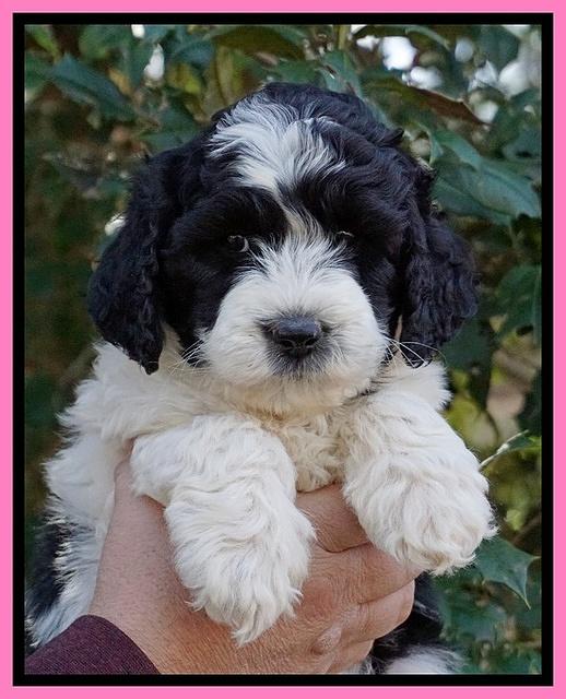 Paris Bronson pups 6 wks old 11