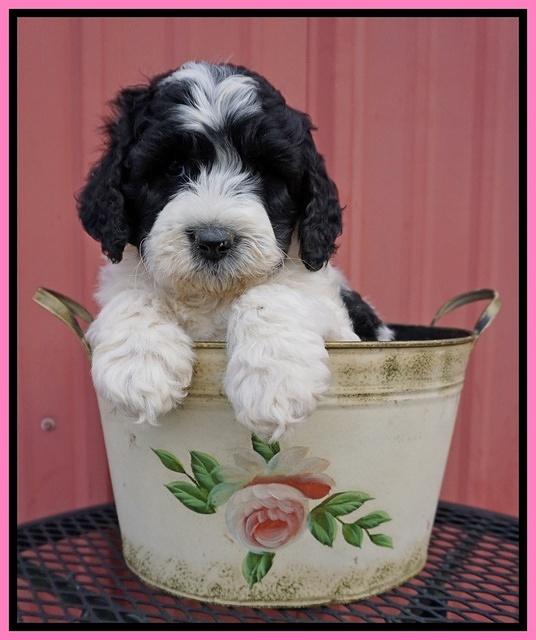 Paris Bronson pups 6 wks old 21