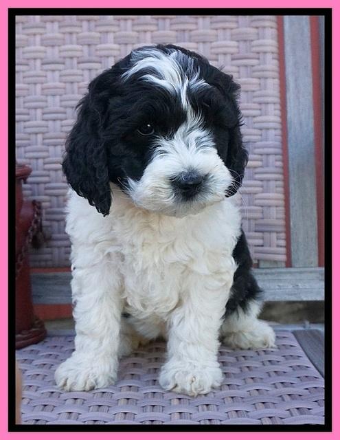 Paris Bronson pups 7 wks old 61