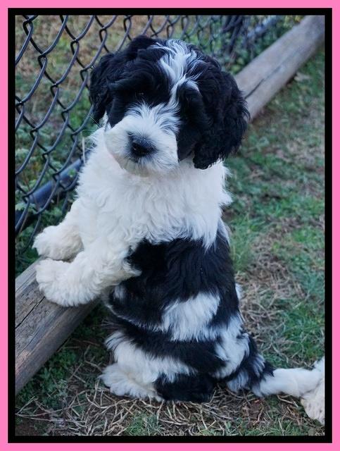 Paris Bronson pups 7 wks old 91