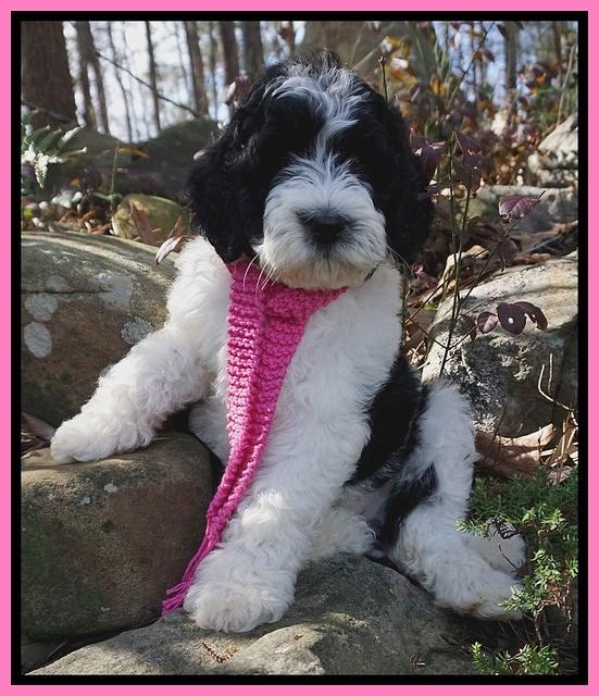 Paris Bronson pups 8 wks old11