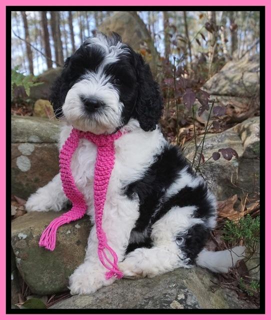 Paris Bronson pups 8 wks old31