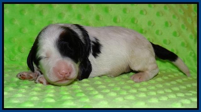 Paris Bronson pups 1 wk old 41