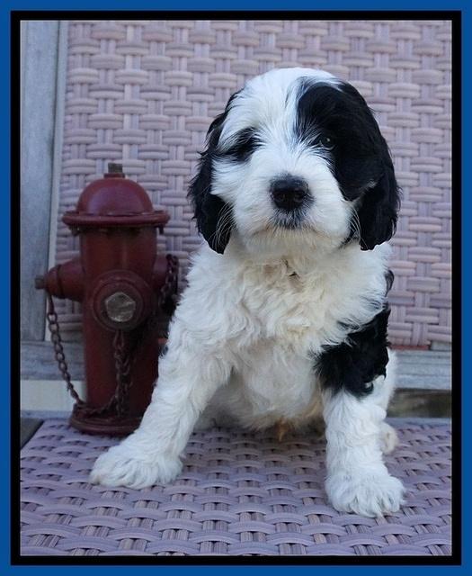Paris Bronson pups 7 wks old 11