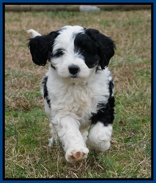 Paris Bronson pups 7 wks old 31