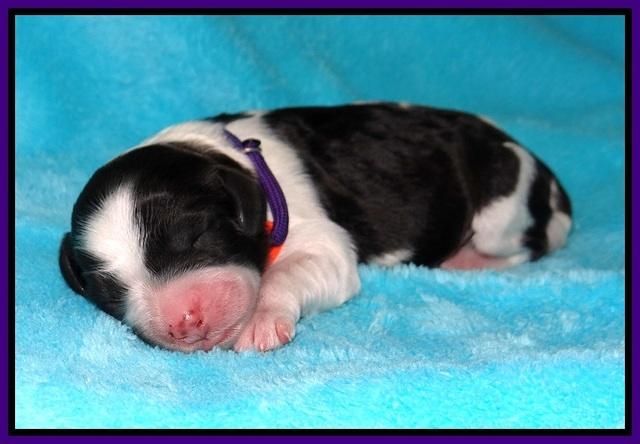 Paris Bronson Newborn 111