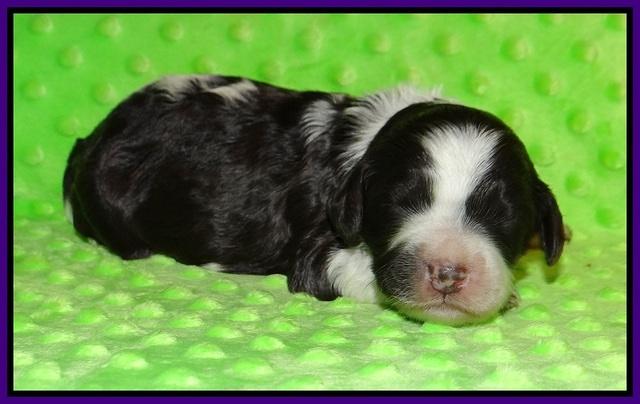Paris Bronson pups 1 wk old 51