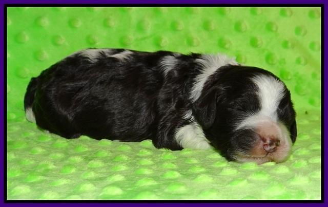 Paris Bronson pups 1 wk old 61