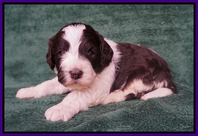 Paris Bronson pups 3 weeks old 31