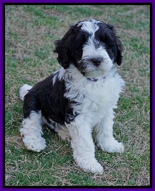 Paris Bronson pups 7 wks old 151