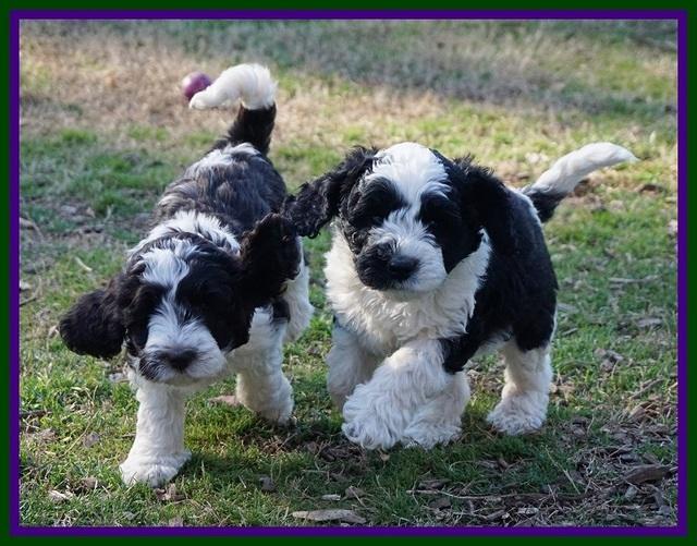 Paris Bronson pups 7 wks old 351