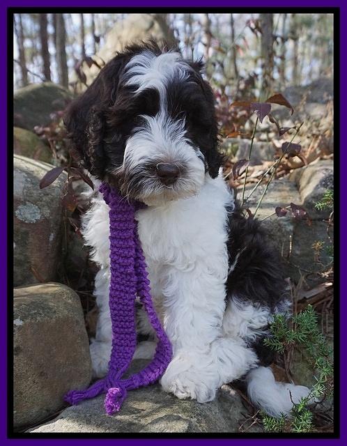 Paris Bronson pups 8 wks old41