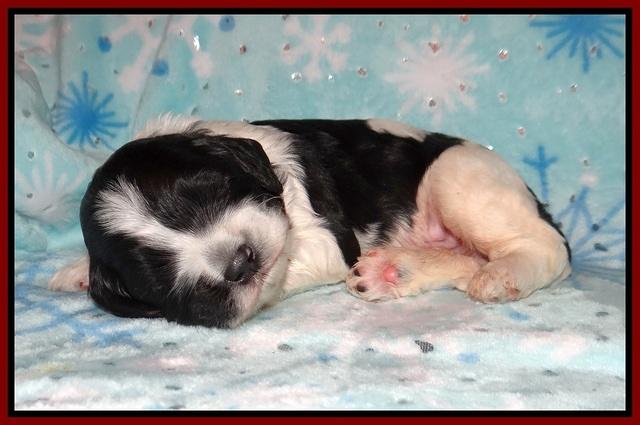 Paris Bronson pups 2 wks old 71