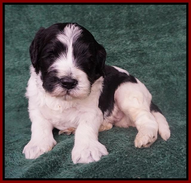 Paris Bronson pups 3 weeks old 81