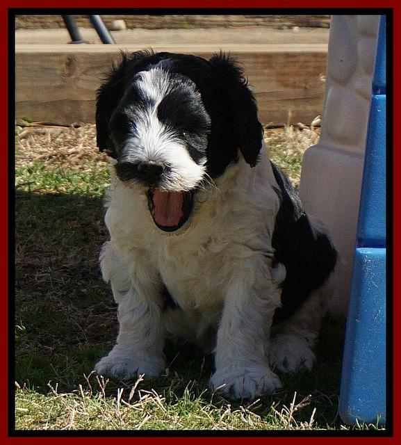 Paris Bronson pups 5 wks old 211