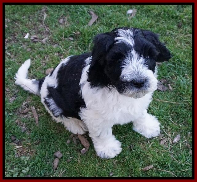 Paris Bronson pups 7 wks old 291