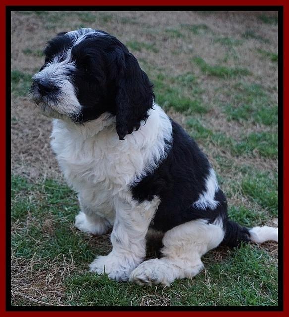 Paris Bronson pups 7 wks old 301