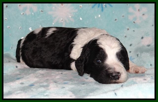 Paris Bronson pups 2 wks old 111