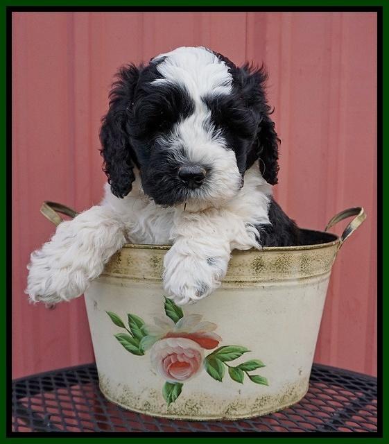 Paris Bronson pups 6 wks old 151