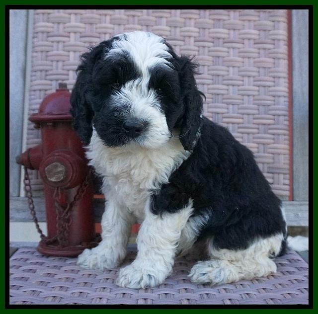 Paris Bronson pups 7 wks old 101