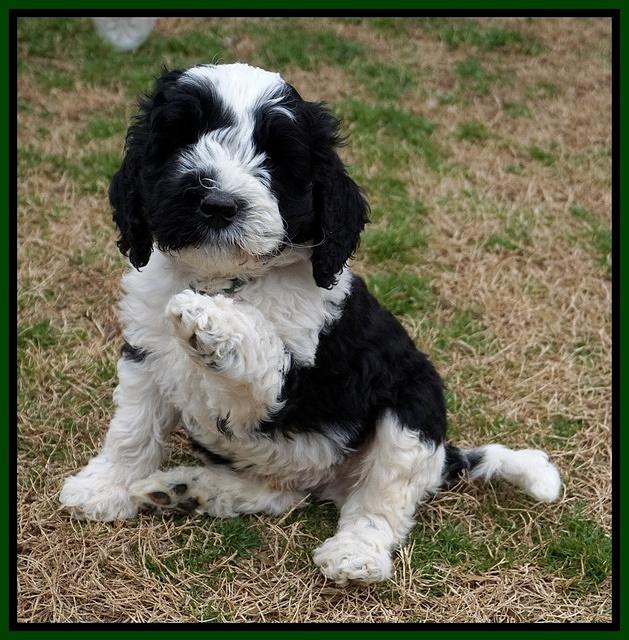 Paris Bronson pups 7 wks old 111
