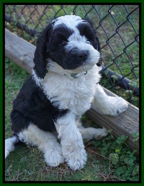 Paris Bronson pups 7 wks old 121