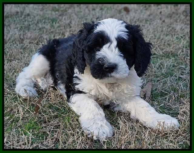 Paris Bronson pups 7 wks old 131