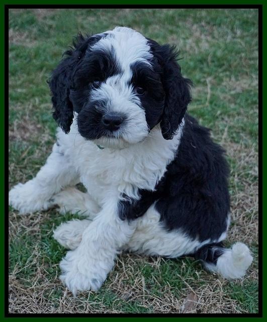 Paris Bronson pups 7 wks old 141