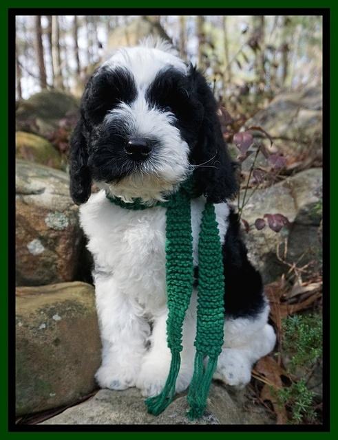 Paris Bronson pups 8 wks old81