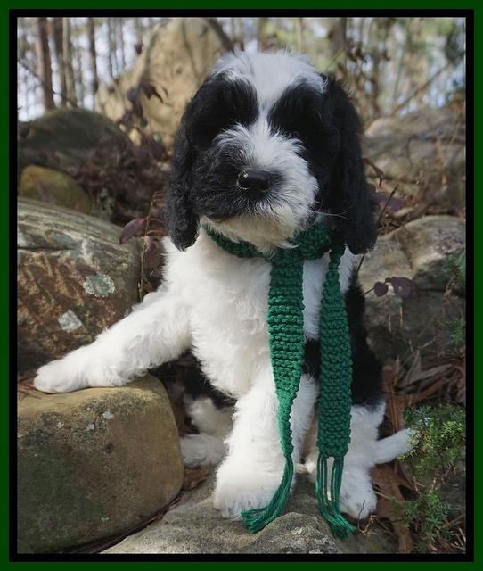 Paris Bronson pups 8 wks old91