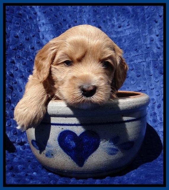 Millie Blaze pups 4 wks old21