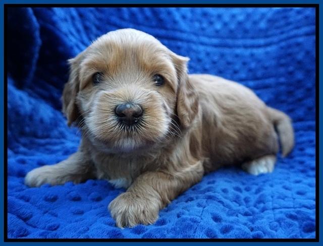 Millie Blaze pups 4 wks old31