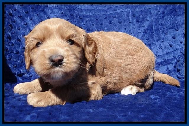 Millie Blaze pups 4 wks old41