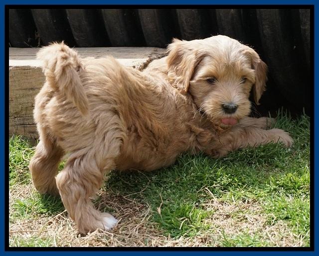 Millie Blaze pups 6 wks old41