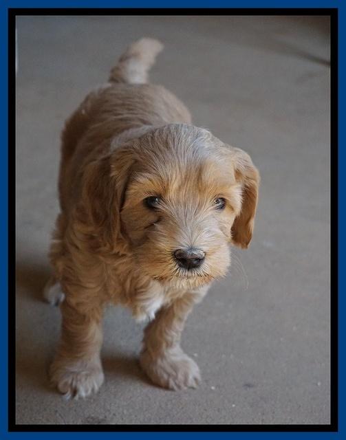 Millie Blaze pups 6 wks old61
