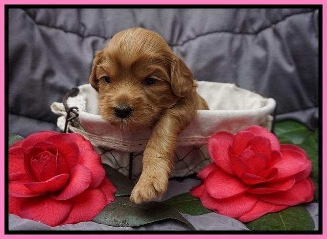 Millie Blaze pups 3 wks old 31