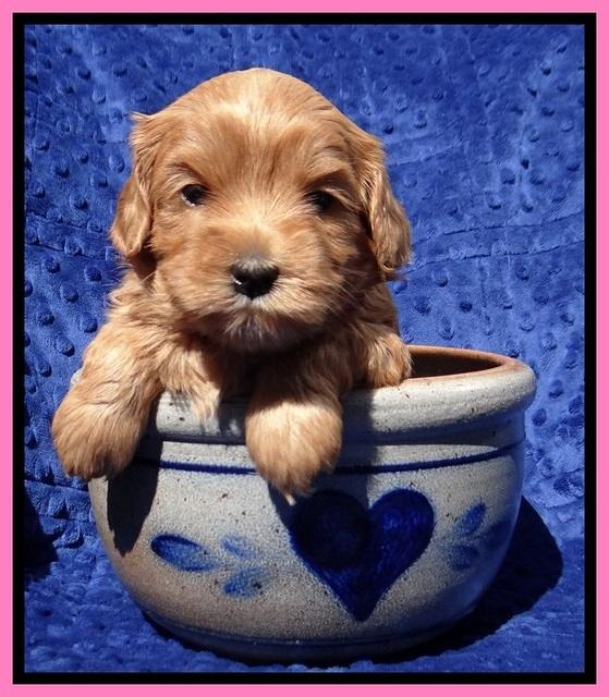 Millie Blaze pups 4 wks old61