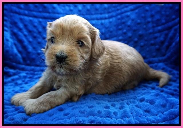 Millie Blaze pups 4 wks old71