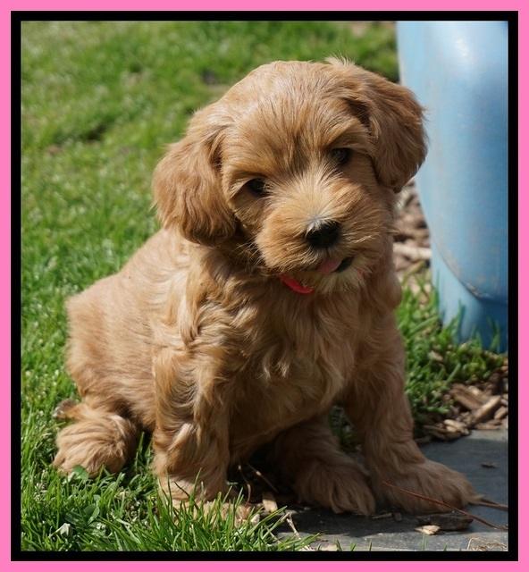 Millie Blaze pups 6 wks old71