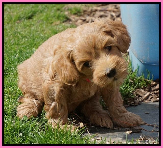 Millie Blaze pups 6 wks old91