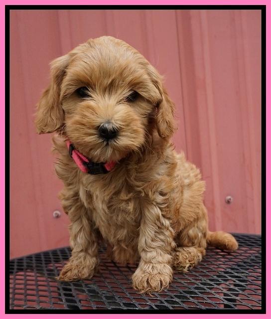 Millie Blaze pups 7 wks old 61