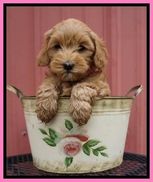 Millie Blaze pups 7 wks old 71